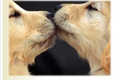 Pet ecards
