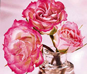 Mother's Day Gifts