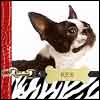 Pet Photo Books