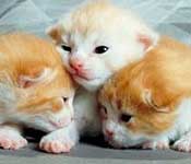 Pets' Names