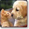 Pet Screensavers