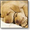 Pet Wallpapers