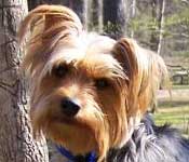 Pet & Animal Blogs