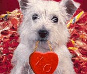 Valentine's Day Cards