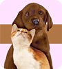 Celebrate National Pet Week!