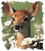 July is Recreation and Parks Month.