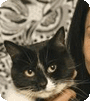 Adopt a Shelter Cat Month