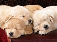 Pet Adoption