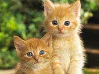 Pet Photo Projects