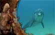 Aquarium Screensavers