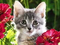 Cat Wallpapers and Kitten Wallpapers