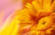 Flower Wallpapers