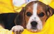 Pet Wallpapers and Animals Wallpapers