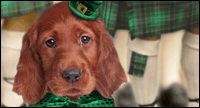 Cute St Patricks day ecards