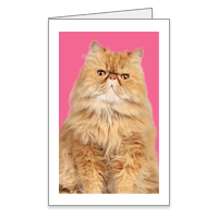 Purrfect Birthday! Printable Funny Birthday Cards for Anyone