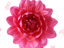 For a Special Sister Valentine's Day eCards