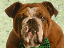 Have a Ball! St. Patrick's Day eCards