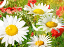 Sunshine-Maker<br>Puzzle Get Well eCards