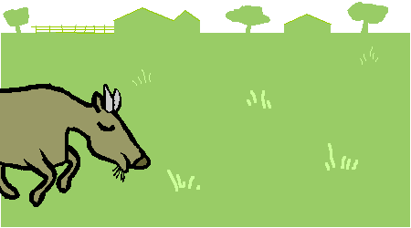 Goat eating grass on the lawn
