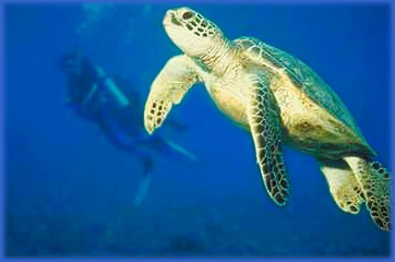 sea turtle