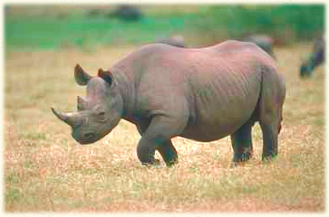 rhino picture