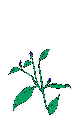 Flower Animation