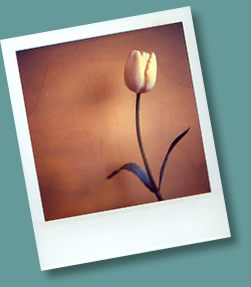 sweet tulip