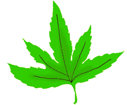 leaf, changing from green to gold to red