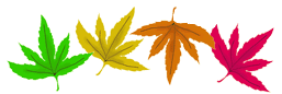 colored leaves