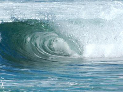 Surfista Hawaiano