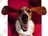 Doggone Fun  -- Free Objects, Screensavers from American Greetings