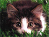 Meow  -- Free Pets Animated, Screensavers from American Greetings