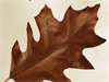 Leaf Clean-Up  -- Free Traditional Just Because Animated, Screensavers from American Greetings