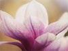 Easter Blossoms -- Free Easter screensavers -- Yahoo! Greetings screensavers