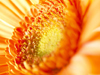 Floral Essence  -- Free Simple Nature, Desktop Wallpapers from American Greetings