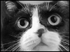 Curious Cats  -- Free Cute Pets, Screensavers from American Greetings