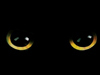Scary Black Cat 