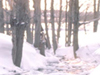 Winter in the Country 