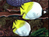 Tropical Reef 
