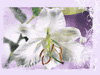 Easter Blooms  -- Free Christian, Screensavers from American Greetings