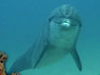 Playful Dolphin 