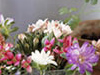 Flowery Show  -- Free Just Because Anyone, Screensavers from American Greetings