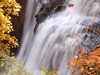 Portraits of Autumn  -- Free Celebrate the Season, Screensavers from American Greetings
