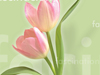 In Any Language  -- Free Inspirational Nature, Screensavers from American Greetings