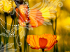 Inspirational Advice  -- Free Inspirational Nature, Screensavers from American Greetings