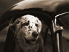 Dog Days -- Free Dogs screensavers -- Yahoo! Greetings screensavers