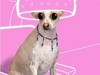 Doggie Chic  -- Free Funny Animal, Screensavers from American Greetings