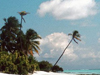Scenes from Paradise  -- Free Beach, Nature Screensavers from American Greetings