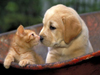Puppies and Kittens -- Free Dogs screensavers -- Yahoo! Greetings screensavers