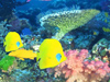 Coral Reef 
